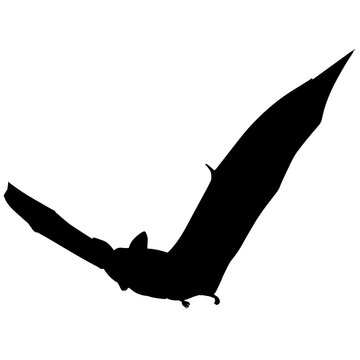 Vampire bat Silhouette Vector Graphics