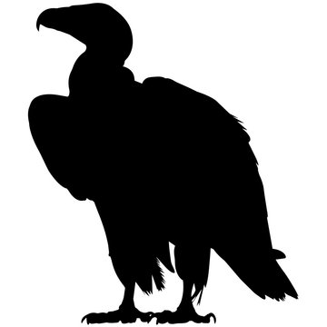 Vulture Silhouette Vector Graphics