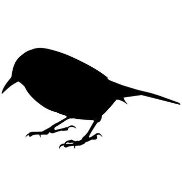 recommend clip art: Wren Silhouette Vector Graphics