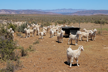 Angora goats on a rural African free-range farm. © EcoView