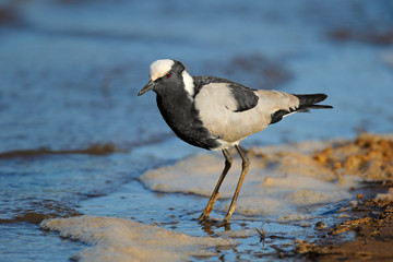 Alert Blacksmith lapwing (Vanellus armatus) standing at water edge, South Africa.