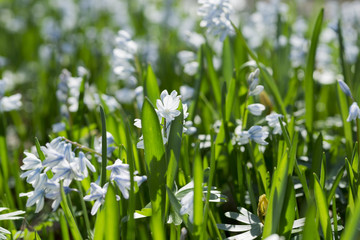 Wiese mit Blausternen im Frühling