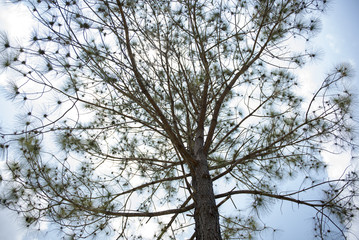 twigs in the morning light  