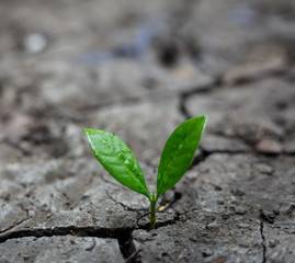 Young plant growing in the morning light with green nature bokeh background . New life growth ecology business financial concept.