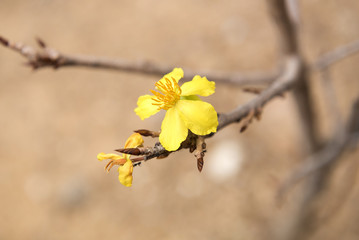 little flower blooming in the morning.  