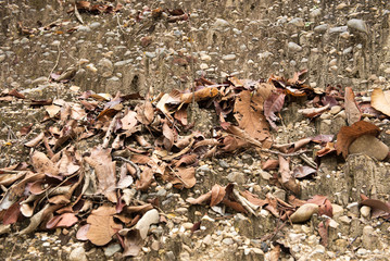 The leaves are stacked on the floor   