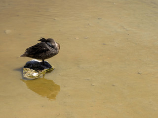 White-cheeked, Anas bahamensis, in the lagoon on Isabela Island, Galapagos, Ecuador