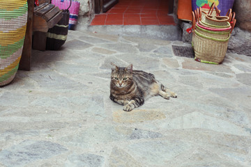 Cat relaxing outside