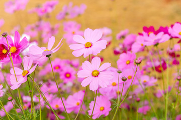 Fototapeta premium Cosmos flower field