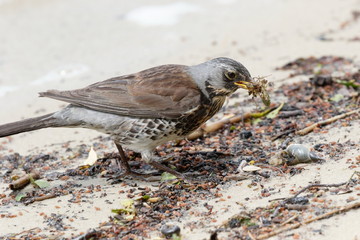 The fieldfare (Turdus pilaris) eating a beetle.  Ukraine. Hunting bird.  Fieldfare looks for food. The fieldfare looking for food in early spring day