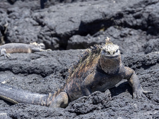 Marine Iguana, Amblyrhynchus cristatus albemarlensis, is a subspecies on Isabela Island, Galapagos, Ecuador