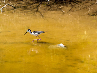 Black-Necked Stilt, Himantopus mexicanus, fishing in the lagoon on Isabela Island, Galapagos, Ecuador