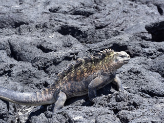 Marine Iguana, Amblyrhynchus cristatus albemarlensis, is a subspecies on Isabela Island, Galapagos, Ecuador