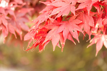 Red maple tree leaves in autumn of Japan