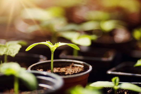 Cucumber Seedlings Growing In The Soil At Greenhouse