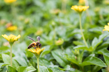 A beautiful bee on yellow flowers with Nature background and wallpaper. Copy space