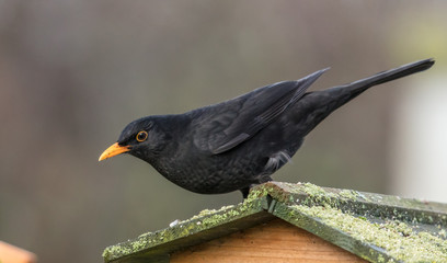amsel