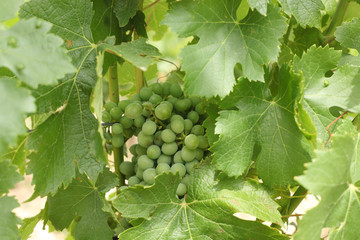 Green summer grapes