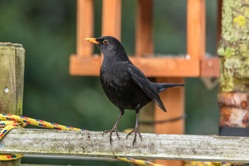 Amsel auf holz