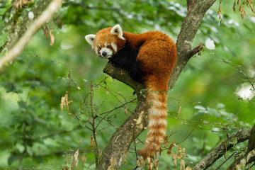 Red Panda - Panda Roux