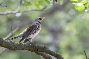 Fieldfare bird on a branch close up, Turdus pilaris. Ukraine. Hunting bird. 