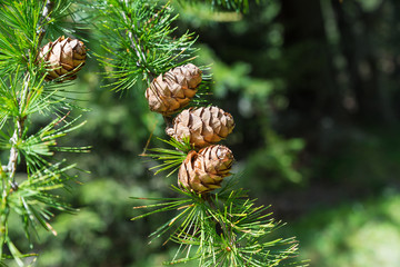 Sprig of European Larch (Larix decidua) with pine cones on blurred background and copy space on the right. Photo taken in the summer on the Alps. The larch is the only deciduous European conifer - obrazy, fototapety, plakaty