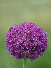 Zierzwiebel mit Biene