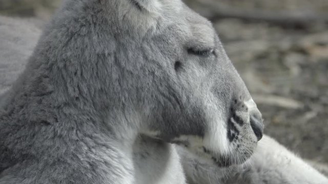 Sleepy Kangaroo chewing its cud