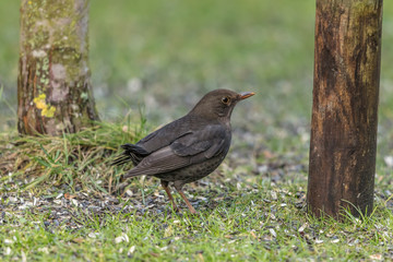 amsel