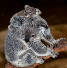 koala baby and mum