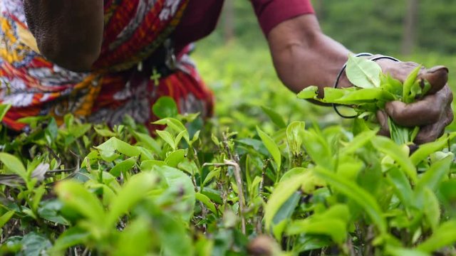 Closeup Female Hands Picking Tea Leaves At A Tea Plantation. 4K. 