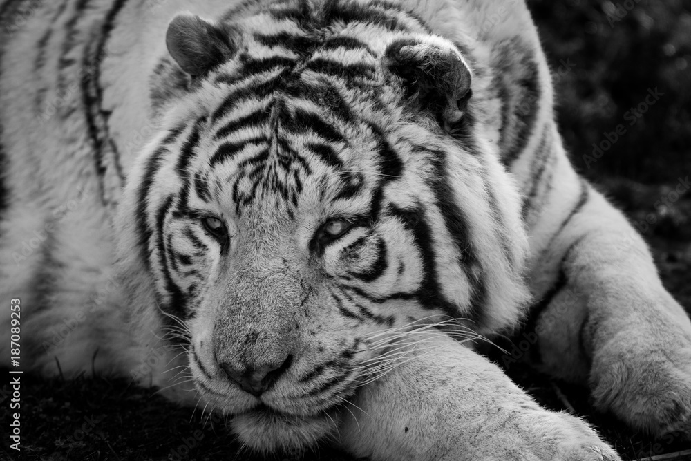 Poster white tiger - tigre blanc