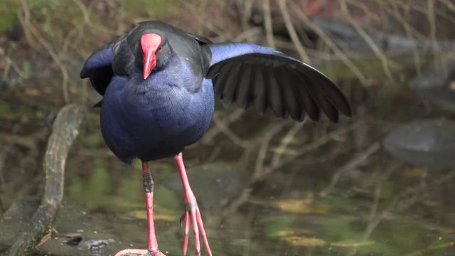 Purple Swamphen sunning on a rock