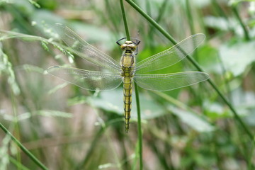 Beautiful dragonfly on plant stem. Close-up photo of a Dragonfly. Ukraine. 2017