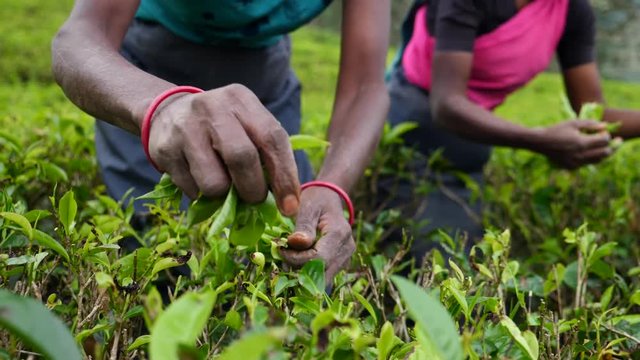 Hands Of Tea Picker Woman Close Up. 4K. 