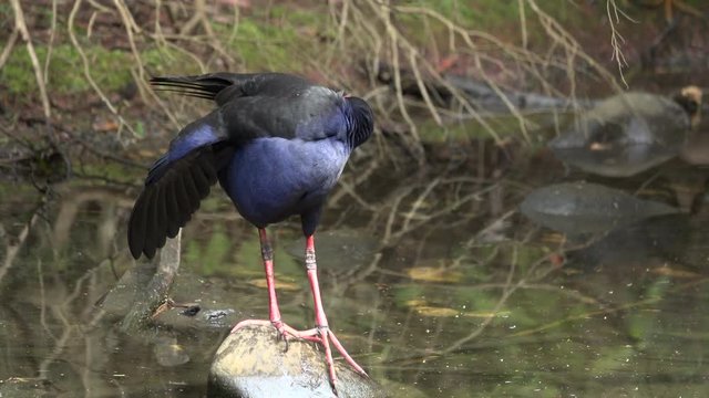 Purple Swamphen standing on a swamp rock