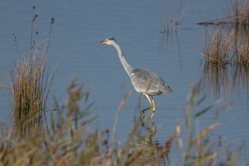 graureiher im wasser