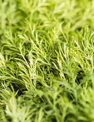Dill, edible fresh herb, closeup, top view. .Green organic dill leaves, macro, background.