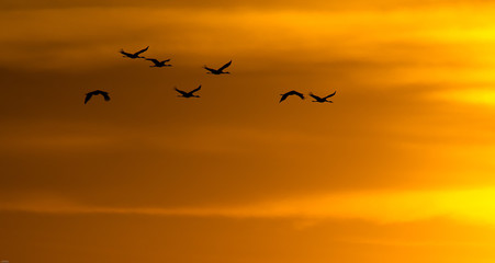 grues cendrées