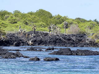 The southern island of Isabela is formed by black lava with mangrove stands, Glapagos, Ecuador