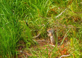 Uinta ground squirrel