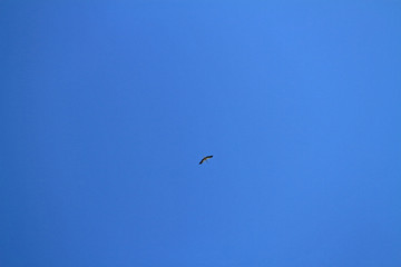 fliegender Raubvogel