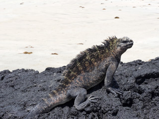 Marine Iguana, Amblyrhynchus cristatus albemarlensis, is a subspecies on Isabela Island, Galapagos, Ecuador