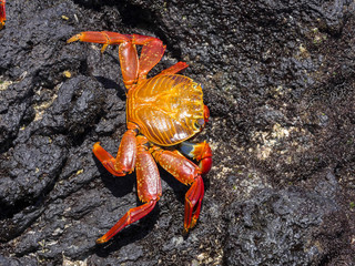 The red rock crab, Grapsus grapsus, on lava ravines of Isabela Island, Galapagos, Ecuador