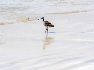 Whimbrel, Numenius phaeopus, on the coast of Isabela Island, Galapagos, Ecuador
