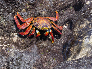 The red rock crab, Grapsus grapsus, on lava ravines of Isabela Island, Galapagos, Ecuador