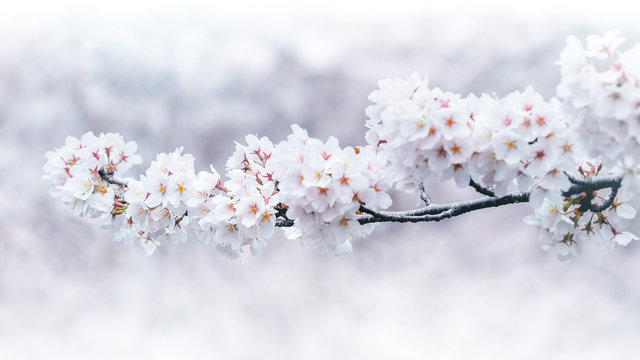 Cherry blossoms blooming in Spring. Spring background. Cherry blossoms in nature with soft focus.