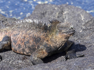 Marine Iguana, Amblyrhynchus cristatus albemarlensis, is a subspecies on Isabela Island, Galapagos, Ecuador