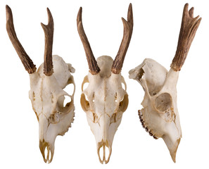 Poroże z czaszką © Maciej