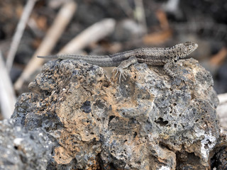 San  Lava Lizard, Microlophus bivittatus, is heated on stone,  of Isabela Island, Galapagos, Ecuador
